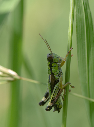 Miramella alpina